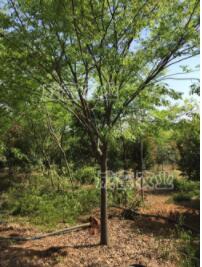 Θ(sh)x(chng) Θ(sh)ηͼ